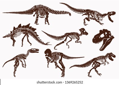 Graphical vintage set of dinosaur skeletons and skulls,paleontology.