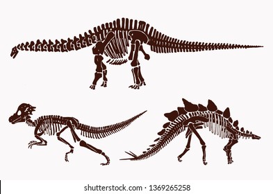 Graphical vintage set of dinosaur skeletons and skulls,paleontology.