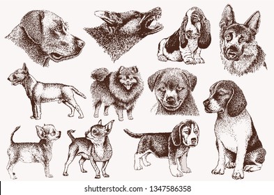 Graphical vintage set of dogs, retro background,vector illustration,tattoo