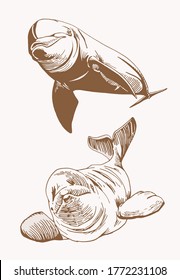 Graphical vintage set of dolphins, sepia background, vector  illustration