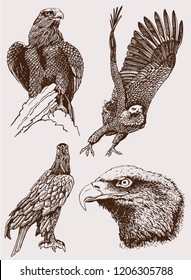Graphical vintage set of eagles ,retro illustration.Vector