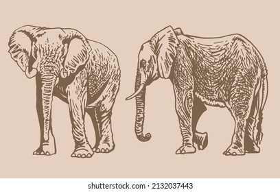 Graphical vintage set of elephants , Asian and African animal. Vector elephant 