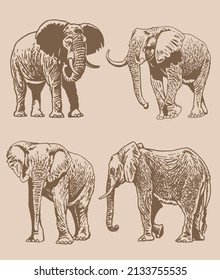 Graphical vintage set of elephants , Asian and African animal. Vector elephant 