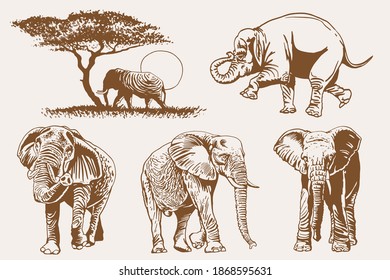 Graphical vintage set of elephants, sepia background, vector illustration