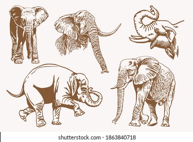 Graphical vintage set of elephants, vector illustration, African animal