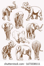 Graphical vintage set of elephants,sepia background, vector  illustration