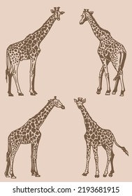 Graphical  vintage set of giraffes , African animal vector illustration