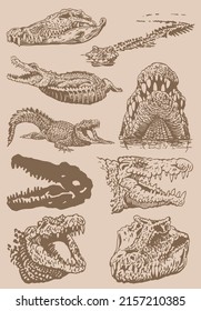 Graphical vintage set of heads of crocodiles , sepia background, vector illustration