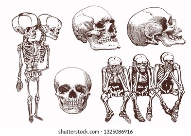 Graphical vintage set of human skulls and skeletons,vector illustration