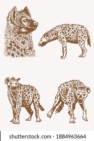 Graphical vintage set of hyena , sepia background, vector illustration