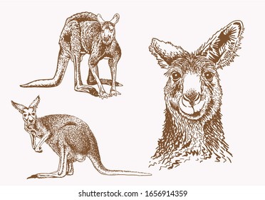 Graphical vintage set of kangaroo , vector sepia illustration
