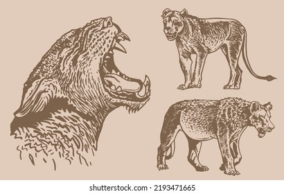 Graphical vintage set of lions on sepia background,vector illustration.African animals