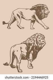 Graphical vintage set of lions,vector illustration. African animal 