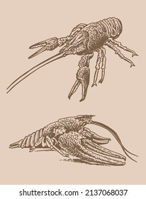 Graphical vintage set of lobsters, sea-food elements,vector illustration 