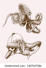 Graphical vintage set of octopuses, vector retro sea-food illustration