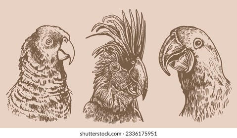 Graphical vintage set of  parrots ,vector element of bird.Ink pen parrots,ornithology