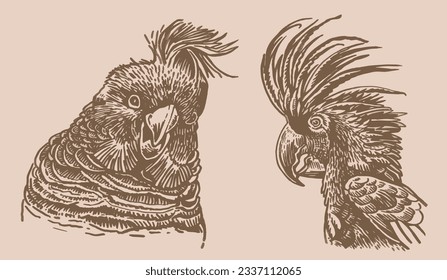 Graphical vintage set of  parrots ,vector element of bird.Ink pen parrots,ornithology