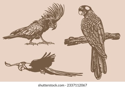 Graphical vintage set of  parrots ,vector element of bird.Ink pen parrots,ornithology