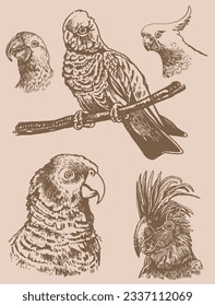 Graphical vintage set of  parrots ,vector element of bird.Ink pen parrots,ornithology