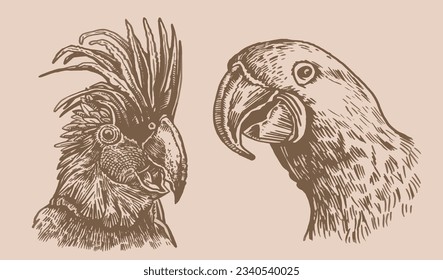 Graphical vintage set of  parrots ,vector element of bird.Ink pen parrots,ornithology