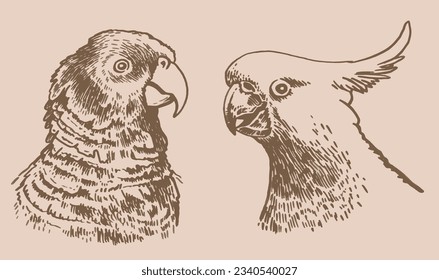 Graphical vintage set of  parrots ,vector element of bird.Ink pen parrots,ornithology