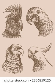 Graphical vintage set of  parrots ,vector illustration.Ink pen parrots,ornithology