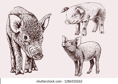 Graphical vintage set of pigs,vector sketchy illustration, sepia