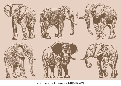 Graphical vintage set of portraits of elephants , sepia background,vector illustration