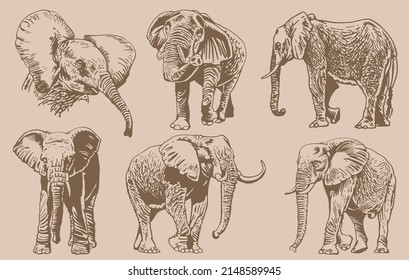 Graphical vintage set of portraits of elephants , sepia background,vector illustration