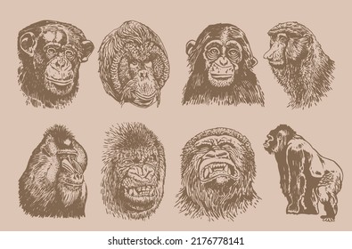 Graphical vintage set of portraits of gorillas and baboons,vector sepia  illustration.