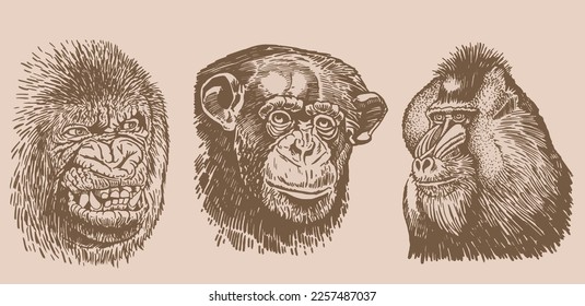 Graphical vintage set of portraits of gorillas ,vector illustration.Tattoo design , jungle animal