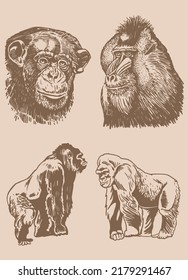 Graphical vintage set of portraits of monkeys and gorillas ,vector illustration.Tattoo design , graphical elements
