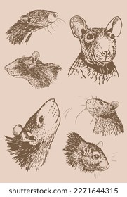 Graphical vintage set of portraits of rats ,vector sepia  illustration