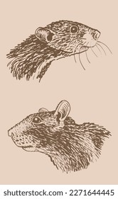 Graphical vintage set of portraits of rats ,vector sepia  illustration