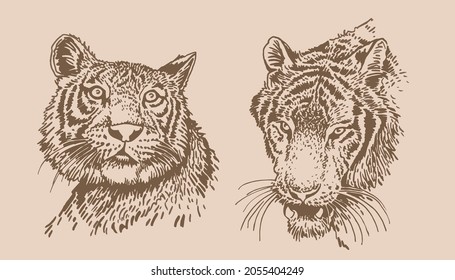 Graphical vintage set of portraits of tigers , vector sepia elements for design and art