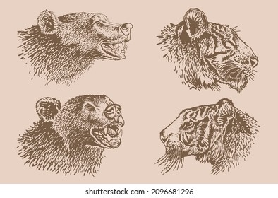 Graphical vintage set of portraits of tigers and bears ,vector heads of African animals