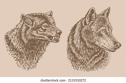Graphical vintage  set of portraits of wolfs,vector elements, eps 10 illustration