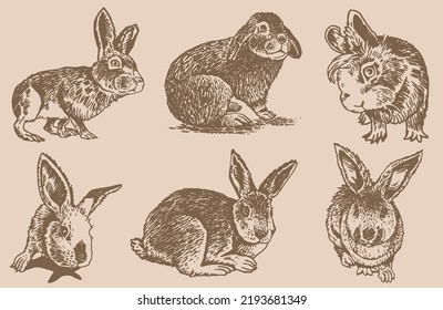 Graphical vintage set of rabbits ,vector illustration. Bunnies 
