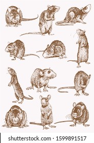 Graphical vintage set of rats ,vector sepia illustration