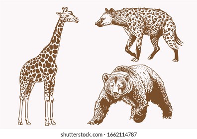 Graphical vintage set of savanna animals , sepia background,vector illustration