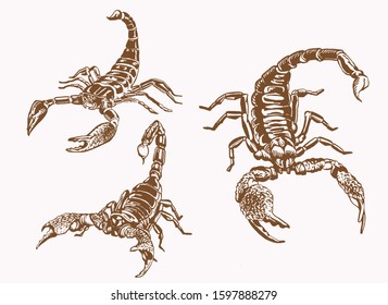 Graphical vintage set of scorpions , vector  sepia illustration