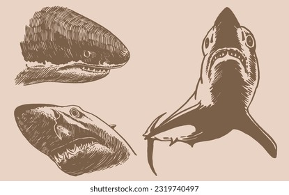 Graphical vintage set of sharks, great white sharks. Vector illustration