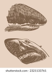 Graphical vintage set of sharks , great white sharks. Vector illustration