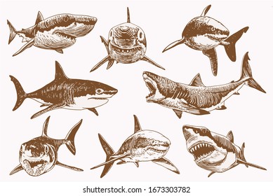 Graphical vintage set of sharks , sepia illustration, vector 