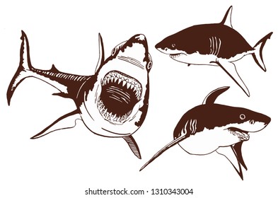Graphical vintage set of sharks ,vector illustration for printing