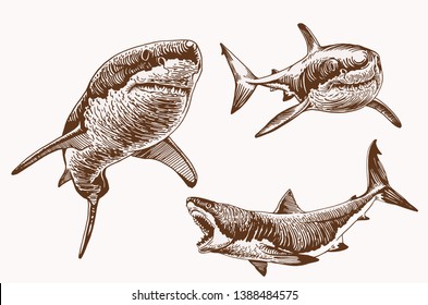 Graphical vintage set of sharks , vector retro illustration