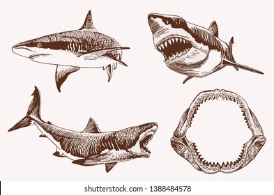 Graphical vintage set of sharks , vector retro illustration