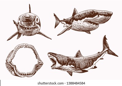 Megalodon Shark High Res Stock Images Shutterstock