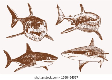 Graphical vintage set of sharks , vector retro illustration