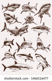 Graphical vintage set of sharks , vector illustration
